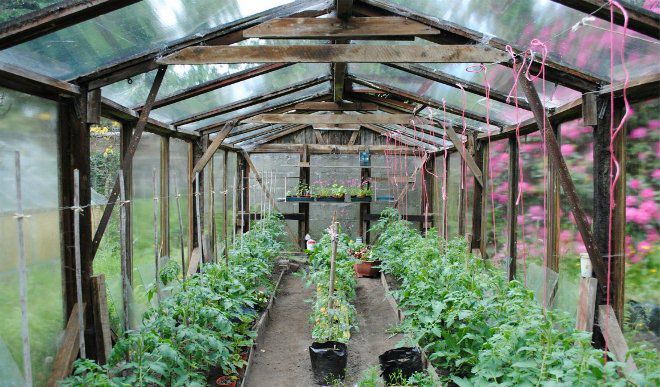 в какое время поливать помидоры в теплице в какое время поливать помидоры в теплице