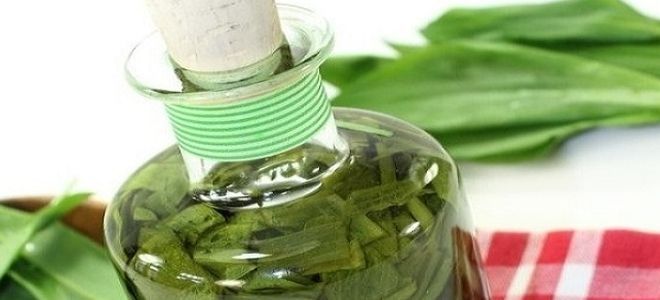 золотой ус при онкологии золотой ус при онкологии