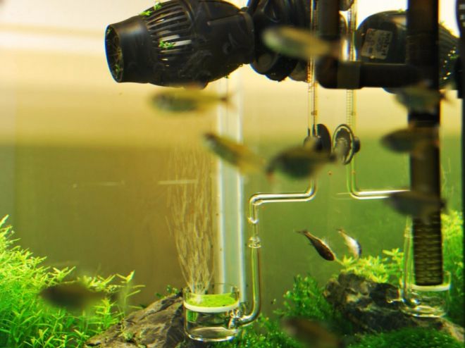 Аэрация воды в аквариуме Аэрация воды в аквариуме