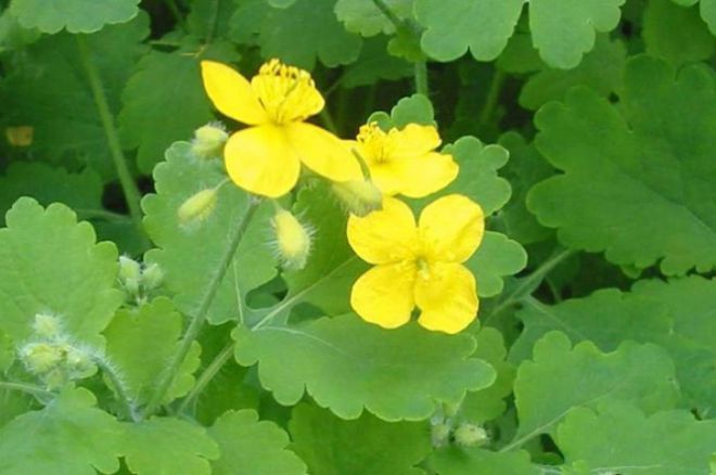 Чистотел против тли на яблоне Чистотел против тли на яблоне