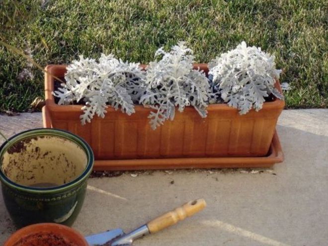 Цинерария - пересадка после покупки Цинерария - пересадка после покупки