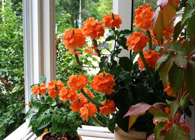 цветок кроссандра болезни цветок кроссандра болезни