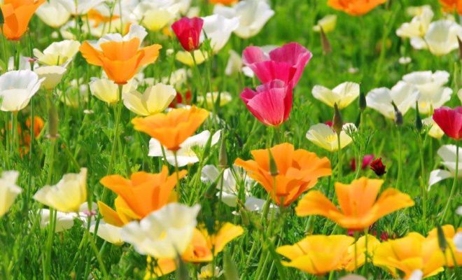 эшшольция мираж эшшольция мираж