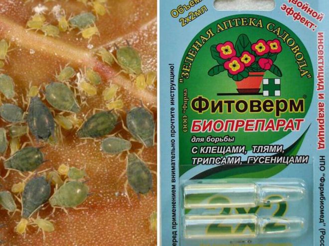 Фитоверм от тли на смородине Фитоверм от тли на смородине