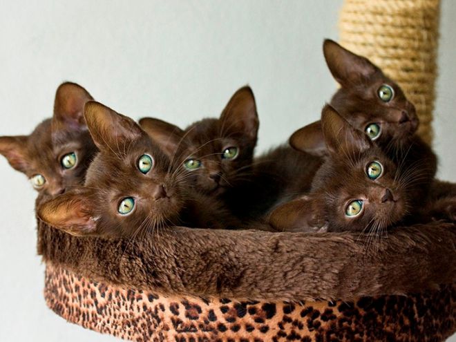 Гавана котята питание Гавана котята питание