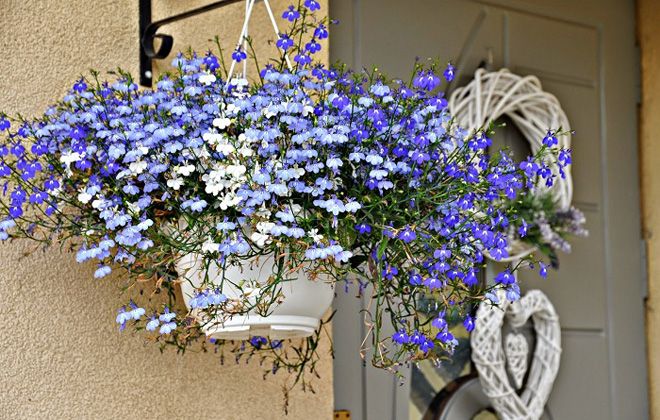 где растет незабудка где растет незабудка