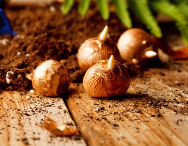 как подготовить ацидантеру к посадке как подготовить ацидантеру к посадке