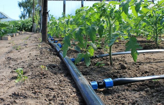 как поливать помидоры в открытом грунте как поливать помидоры в открытом грунте