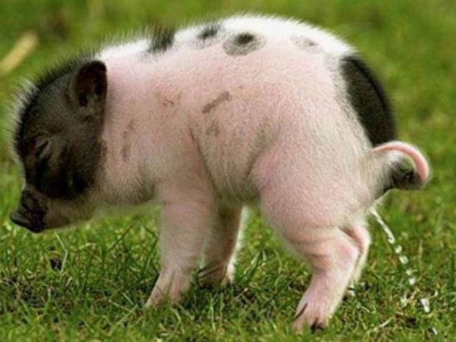 Как приучить к лотку мини пига Как приучить к лотку мини пига