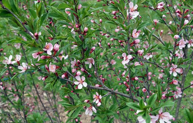 как вырастить миндальное дерево как вырастить миндальное дерево