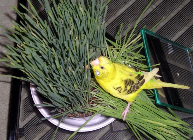 какую траву можно давать волнистым попугаям какую траву можно давать волнистым попугаям