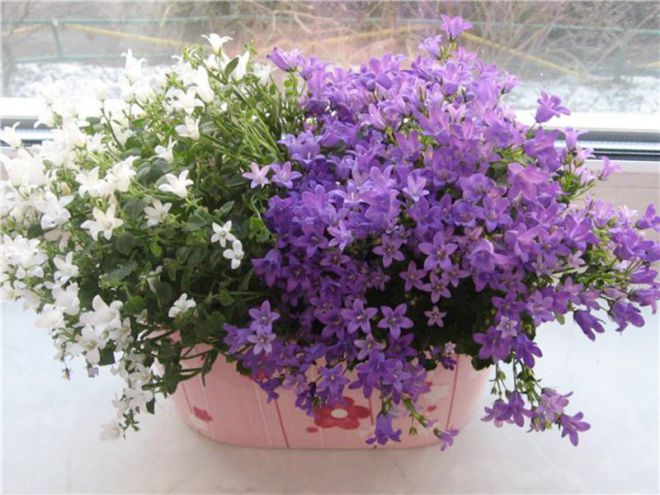 Кампанула уход в домашних условиях Кампанула уход в домашних условиях