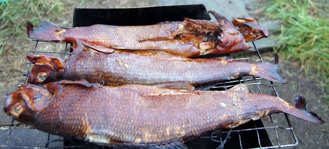 копченый таймень копченый таймень