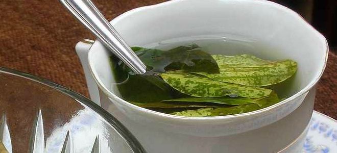 лавровый лист от геморроя лавровый лист от геморроя