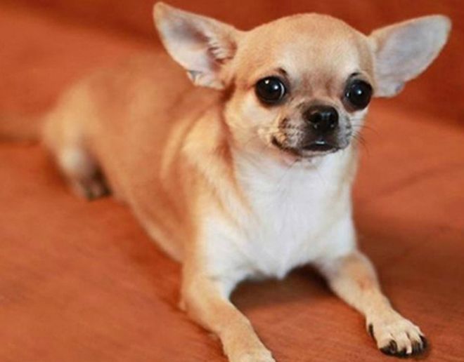 маленькие собаки маленькие собаки