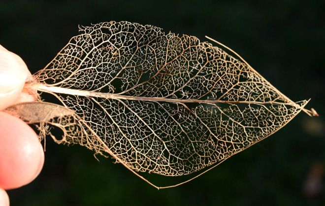 насекомые вредители актинидии коломикта насекомые вредители актинидии коломикта