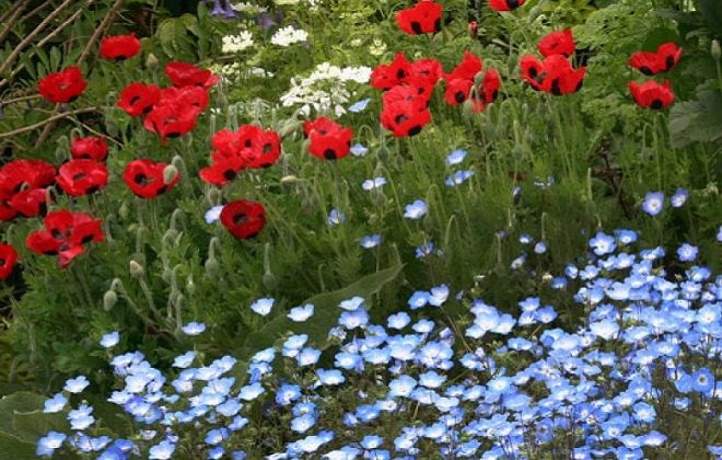 немофила на клумбе немофила на клумбе