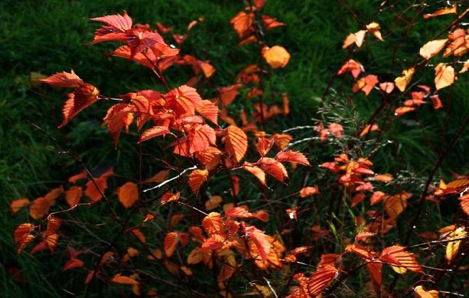 пересадка стефанандры осенью пересадка стефанандры осенью