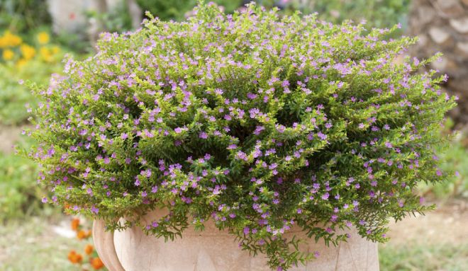 тимьян ползучий в горшке тимьян ползучий в горшке