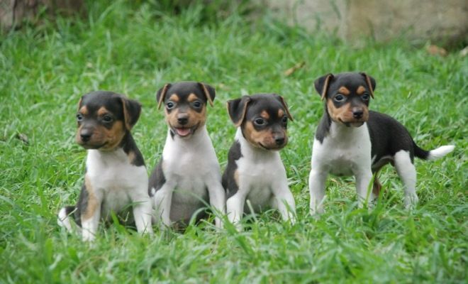 уход за терьером уход за терьером