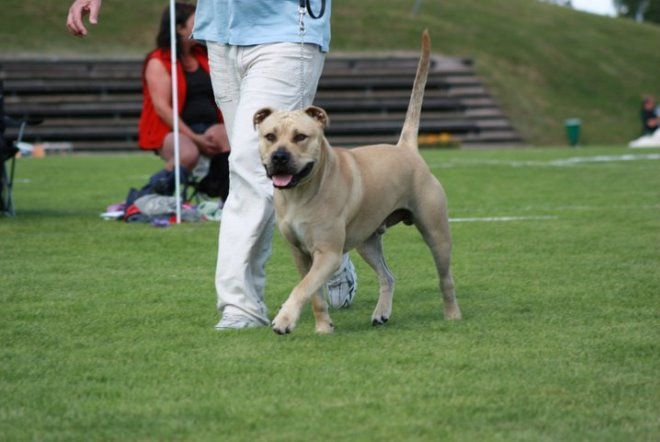 выбор собаки кадебо выбор собаки кадебо