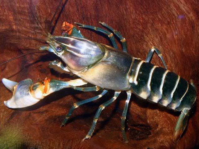 зебровый рак зебровый рак