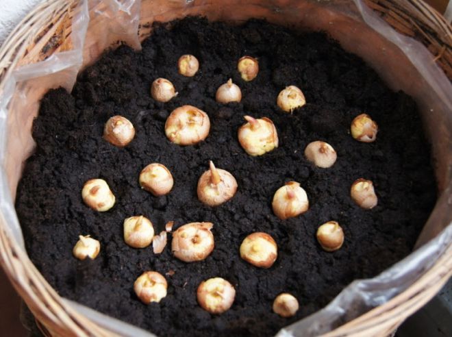 ацидантера посадка и уход в домашних условиях ацидантера посадка и уход в домашних условиях