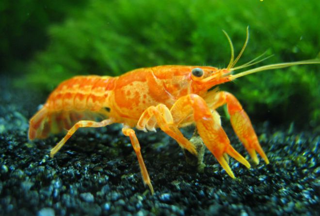 аквариумные раки совместимость с рыбами аквариумные раки совместимость с рыбами