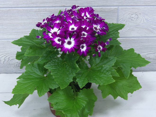 Болезни цинерарии Болезни цинерарии