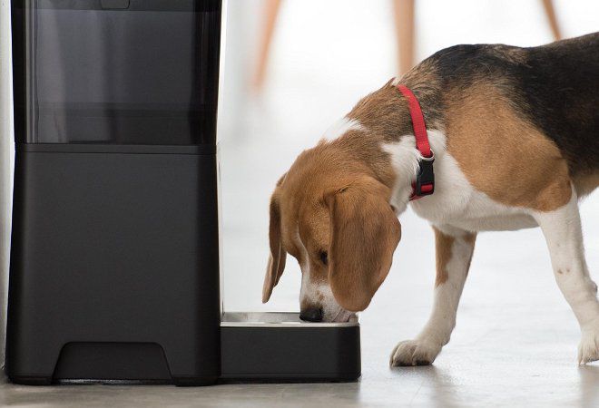 для крупных пород для крупных пород