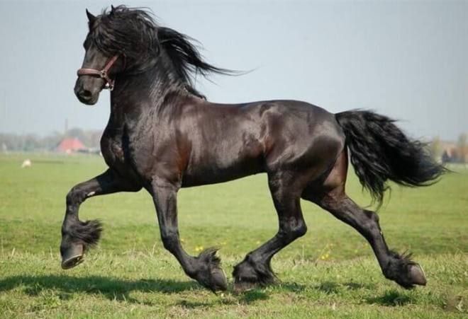 фризская лошадь фризская лошадь