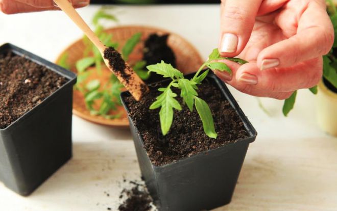 грунт для рассады томатов грунт для рассады томатов