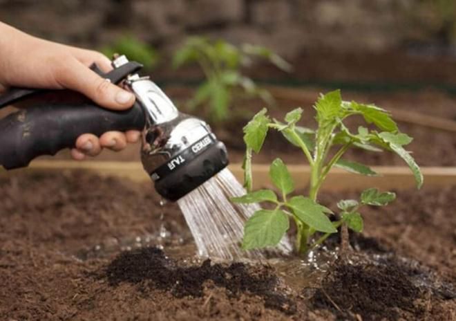 как часто поливать помидоры в открытом грунте как часто поливать помидоры в открытом грунте