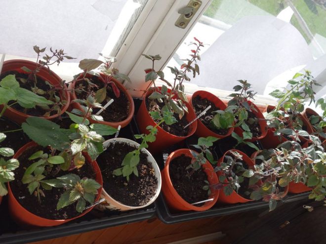 Как посадить ахименес в горшки Как посадить ахименес в горшки