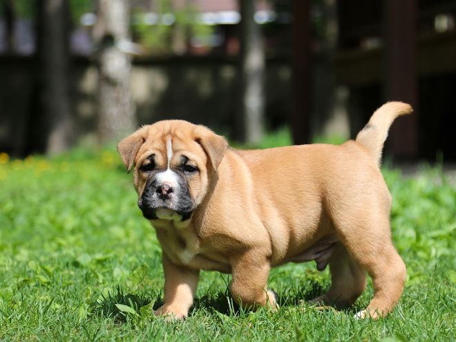 как правильно вырастить щенка кадебо как правильно вырастить щенка кадебо