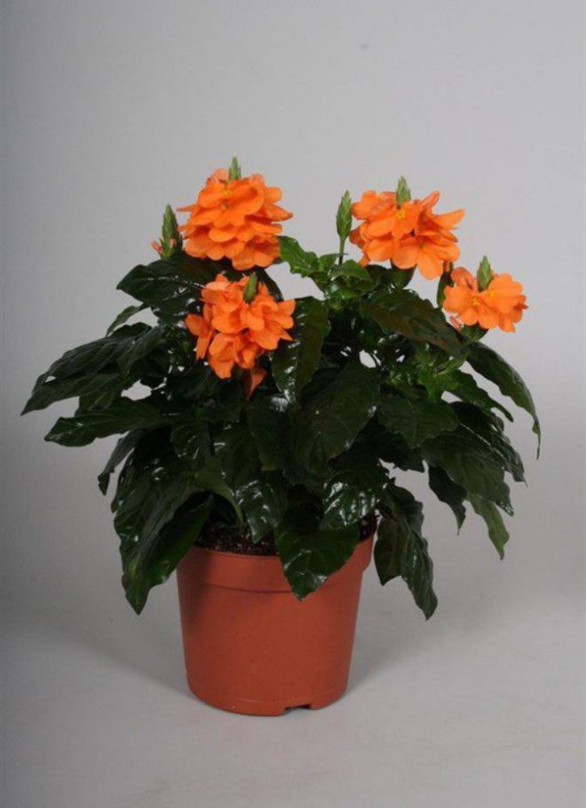 как размножить кроссандру в домашних условиях как размножить кроссандру в домашних условиях