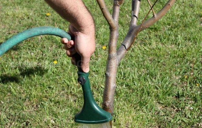 Как ухаживать за Павловнией Как ухаживать за Павловнией