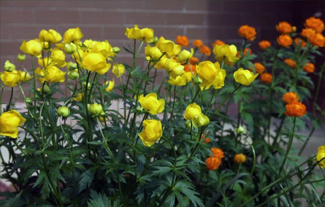 купальница европейская и азиатская сравнение купальница европейская и азиатская сравнение