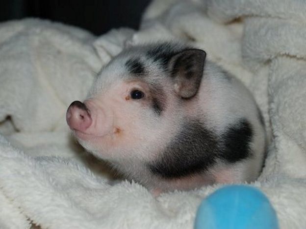 Мини-майялино Мини-майялино