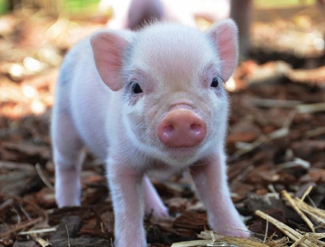 мини-пиг кусается что делать мини-пиг кусается что делать