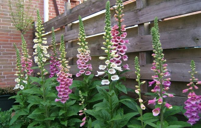 Наперстянка пурпурная в ландшафтном дизайне стена забор Наперстянка пурпурная в ландшафтном дизайне стена забор