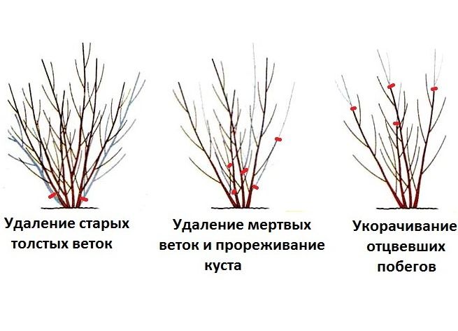 обрезка форзиции весной обрезка форзиции весной
