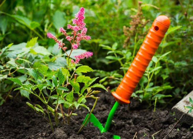 посадка астильбы в открытый грунт посадка астильбы в открытый грунт