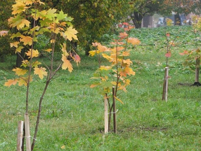посадка клена остролистного посадка клена остролистного