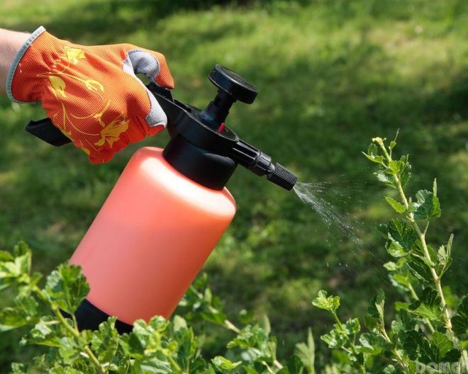 препарат искра от гусениц препарат искра от гусениц