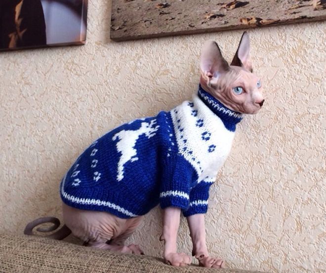 сфинкс в кофте сфинкс в кофте