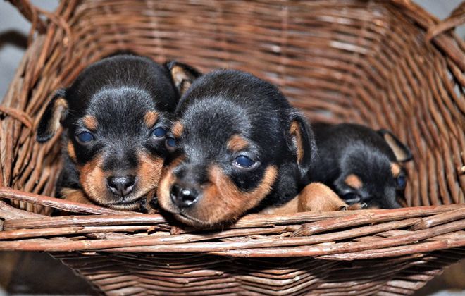 щенки пражского крысарика щенки пражского крысарика