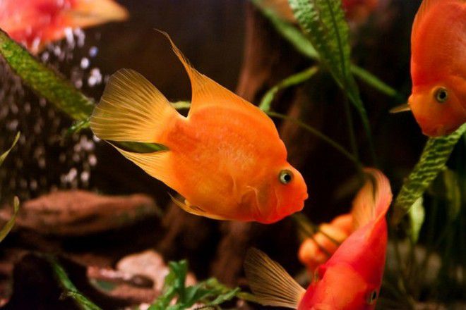 температура воды для рыб попугаев температура воды для рыб попугаев