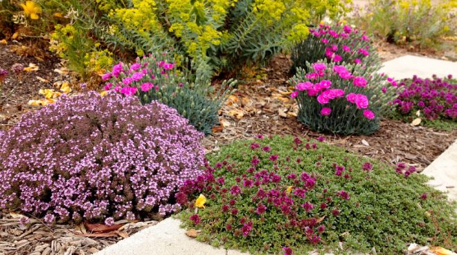 тимьян ползучий в ландшафтном дизайне перед цветами тимьян ползучий в ландшафтном дизайне перед цветами