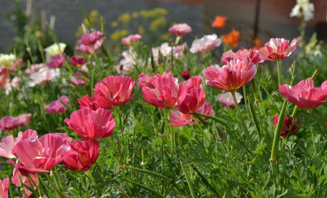 эшшольция тайский шелк эшшольция тайский шелк